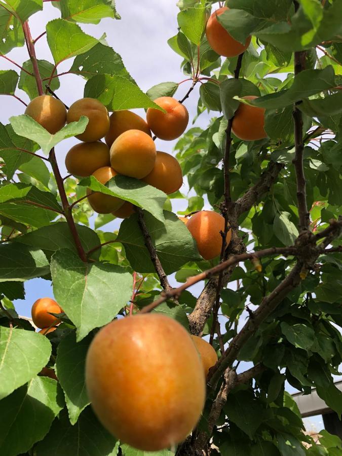 Il Giardino Di Nonno Agostino Acomodação com café da manhã Castellammare di Stabia Exterior foto